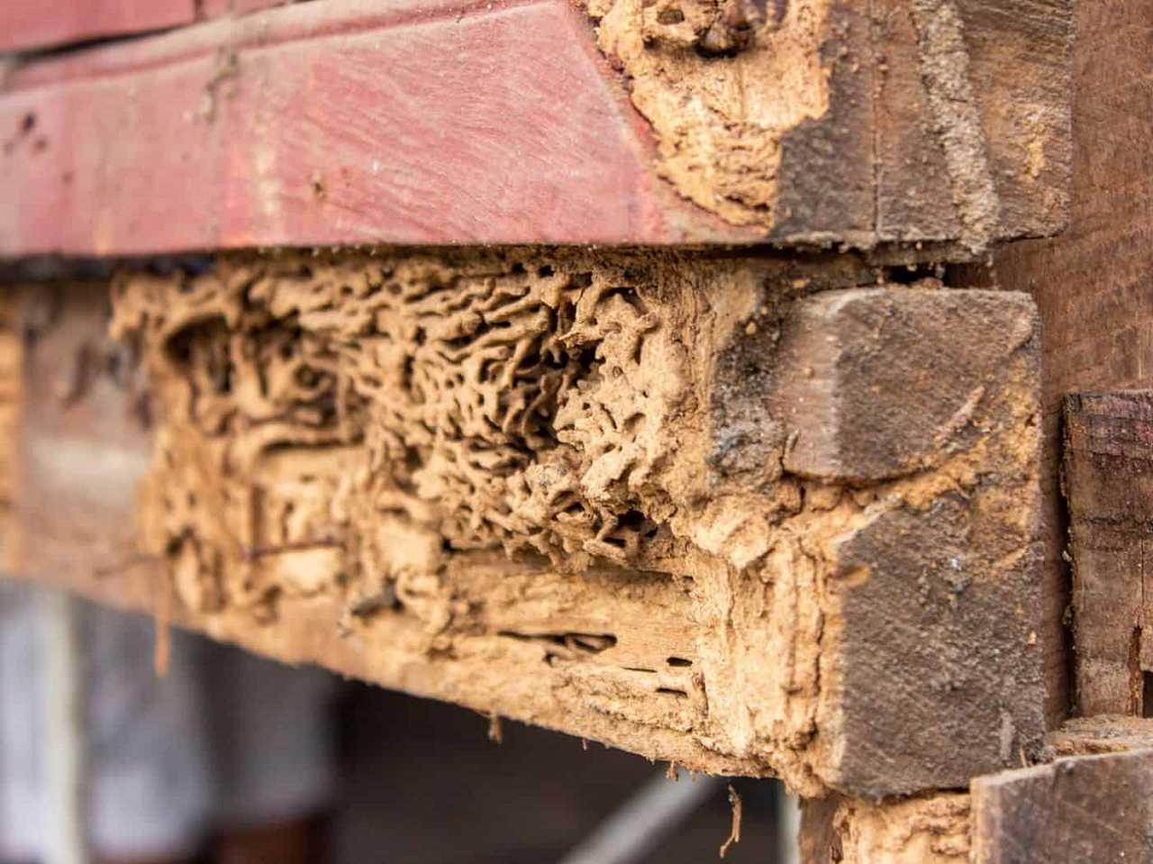 The Sandman Termite Company